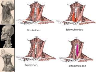 Omohioideo Esternohioideo
Tirohioideo. Esternotiroideo
 