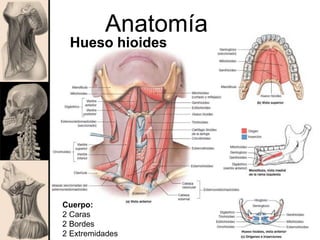 Cuerpo:
2 Caras
2 Bordes
2 Extremidades
Anatomía
Hueso hioides
 