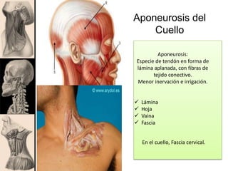 Aponeurosis del
Cuello
Aponeurosis:
Especie de tendón en forma de
lámina aplanada, con fibras de
tejido conectivo.
Menor inervación e irrigación.
 Lámina
 Hoja
 Vaina
 Fascia
En el cuello, Fascia cervical.
 