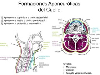 Formaciones Aponeuróticas
del Cuello
1) Aponeurosis superficial o lámina superficial.
2) Aponeurosis media o lámina pretraqueal.
3) Aponeurosis profunda o prevertebral.
Revisten:
 Músculos.
 Vísceras
 Paquete vasculonervioso.
 