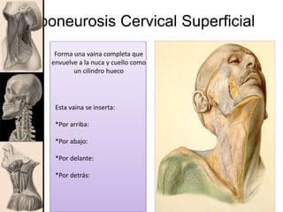 Aponeurosis Cervical Superficial
Forma una vaina completa que
envuelve a la nuca y cuello como
un cilindro hueco
Esta vaina se inserta:
*Por arriba:
*Por abajo:
*Por delante:
*Por detrás:
 