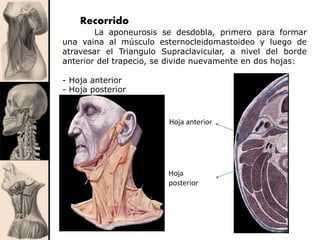 Recorrido
La aponeurosis se desdobla, primero para formar
una vaina al músculo esternocleidomastoideo y luego de
atravesar el Triangulo Supraclavicular, a nivel del borde
anterior del trapecio, se divide nuevamente en dos hojas:
- Hoja anterior
- Hoja posterior
Hoja anterior
Hoja
posterior
 