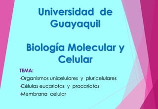 Universidad de
Guayaquil
Biología Molecular y
Celular
TEMA:
•Organismos unicelulares y pluricelulares
•Células eucariotas y procariotas
•Membrana celular
 