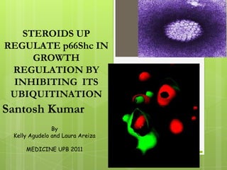 STEROIDS UP  REGULATE p66Shc IN GROWTH REGULATION BY INHIBITING  ITS  UBIQUITINATION Santosh Kumar By  Kelly Agudelo and Laura Areiza MEDICINE UPB 2011 
