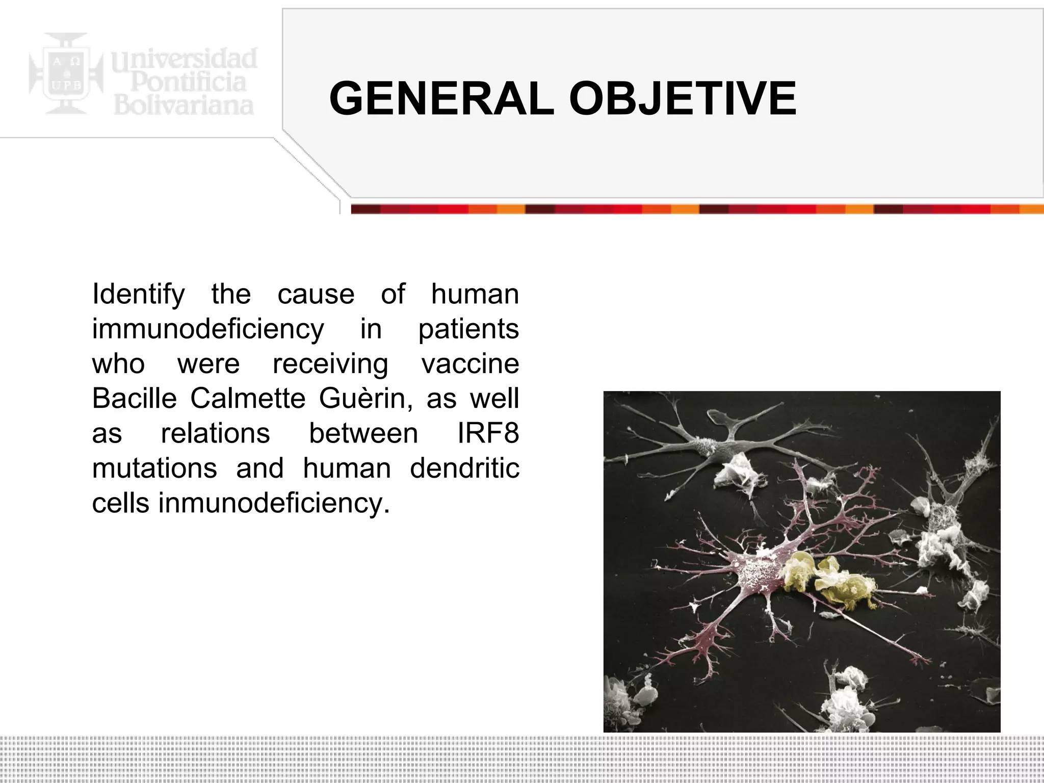 GENERAL OBJETIVE Identify the cause of human immunodeficiency in patients who were receiving vaccine Bacille Calmette Guèrin, as well as relations between IRF8 mutations and human dendritic cells inmunodeficiency. 