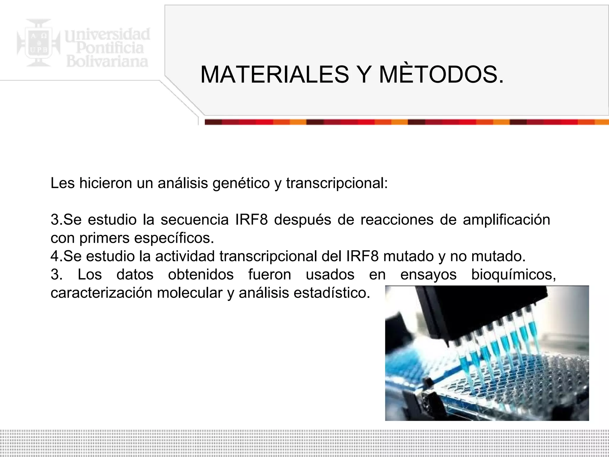 MATERIALES Y MÈTODOS. Les hicieron un análisis genético y transcripcional: Se estudio la secuencia IRF8 después de reacciones de amplificación  con primers específicos. Se estudio la actividad transcripcional del IRF8 mutado y no mutado. 3. Los datos obtenidos fueron usados en ensayos bioquímicos, caracterización molecular y análisis estadístico. 