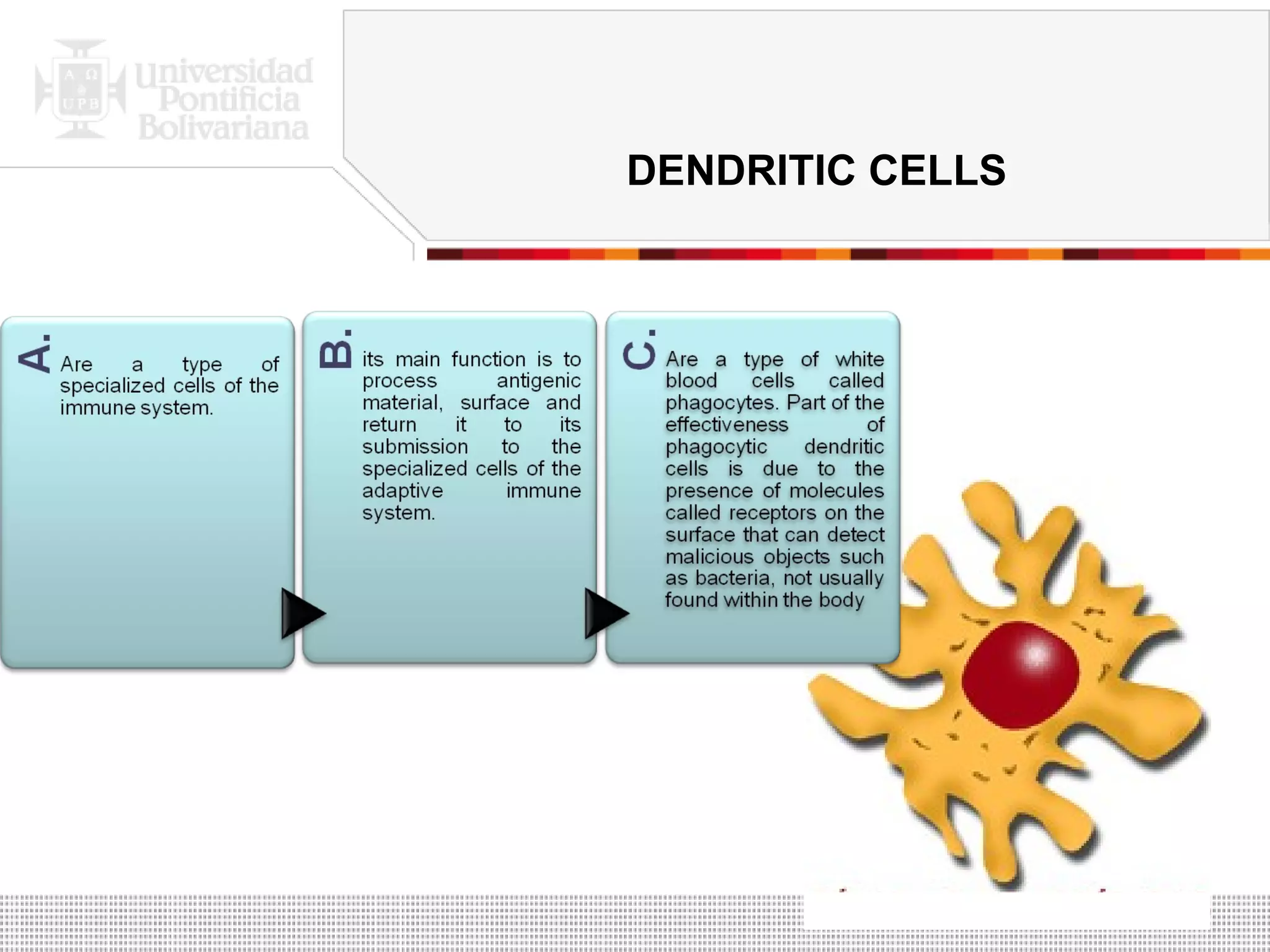 DENDRITIC CELLS . 