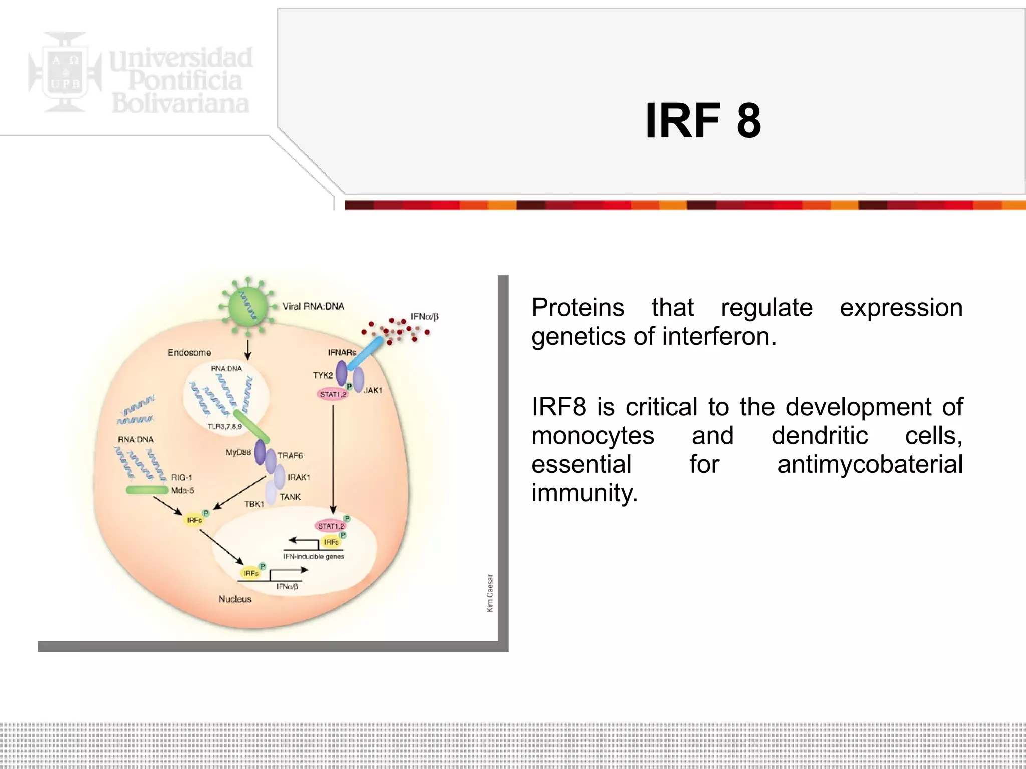 IRF 8 Proteins that regulate expression genetics of interferon. IRF8 is critical to the development of monocytes and dendritic cells, essential for antimycobaterial immunity. 