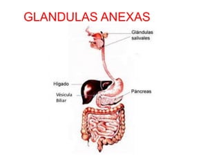 GLANDULAS ANEXAS
 