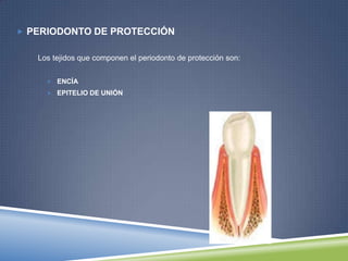  PERIODONTO DE PROTECCIÓN
Los tejidos que componen el periodonto de protección son:
 ENCÍA
 EPITELIO DE UNIÓN
 