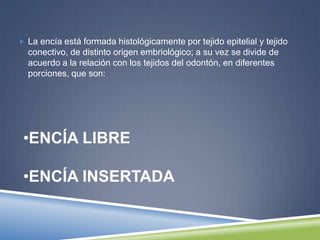  La encía está formada histológicamente por tejido epitelial y tejido
conectivo, de distinto origen embriológico; a su vez se divide de
acuerdo a la relación con los tejidos del odontón, en diferentes
porciones, que son:
•ENCÍA LIBRE
•ENCÍA INSERTADA
 