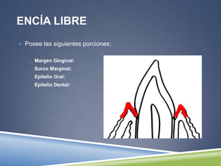 ENCÍA LIBRE
 Posee las siguientes porciones:
 Margen Gingival:
 Surco Marginal:
 Epitelio Oral:
 Epitelio Dental:
 
