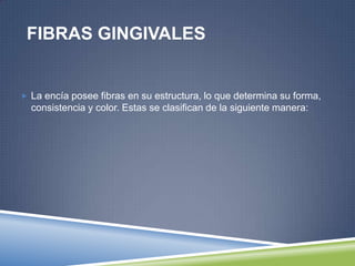 FIBRAS GINGIVALES
 La encía posee fibras en su estructura, lo que determina su forma,
consistencia y color. Estas se clasifican de la siguiente manera:
 