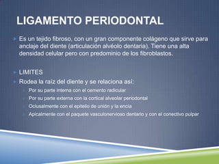 LIGAMENTO PERIODONTAL
 Es un tejido fibroso, con un gran componente colágeno que sirve para
anclaje del diente (articulación alvéolo dentaria). Tiene una alta
densidad celular pero con predominio de los fibroblastos.
 LIMITES
 Rodea la raíz del diente y se relaciona así:
 Por su parte interna con el cemento radicular
 Por su parte externa con la cortical alveolar periodontal
 Oclusalmente con el epitelio de unión y la encía
 Apicalmente con el paquete vasculonervioso dentario y con el conectivo pulpar
 