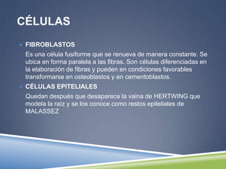 CÉLULAS
 FIBROBLASTOS
Es una célula fusiforme que se renueva de manera constante. Se
ubica en forma paralela a las fibras. Son células diferenciadas en
la elaboración de fibras y pueden en condiciones favorables
transformarse en osteoblastos y en cementoblastos.
 CÉLULAS EPITELIALES
Quedan después que desaparece la vaina de HERTWING que
modela la raíz y se los conoce como restos epiteliales de
MALASSEZ
 