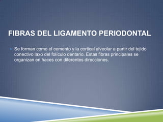 FIBRAS DEL LIGAMENTO PERIODONTAL
 Se forman como el cemento y la cortical alveolar a partir del tejido
conectivo laxo del folículo dentario. Estas fibras principales se
organizan en haces con diferentes direcciones.
 