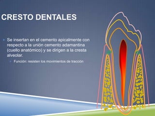 CRESTO DENTALES
 Se insertan en el cemento apicalmente con
respecto a la unión cemento adamantina
(cuello anatómico) y se dirigen a la cresta
alveolar.
 Función: resisten los movimientos de tracción
 