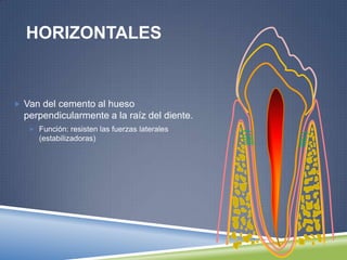 HORIZONTALES
 Van del cemento al hueso
perpendicularmente a la raíz del diente.
 Función: resisten las fuerzas laterales
(estabilizadoras)
 