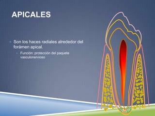 APICALES
 Son los haces radiales alrededor del
forámen apical.
 Función: protección del paquete
vasculonervioso
 