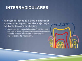 INTERRADICULARES
 Van desde el centro de la zona interradicular
a la cresta del septum paralelas al eje mayor
del diente. Se abren en abanico.
 Su función es proteger la impactación de la cresta
del septum en el espacio interradicular del elemento
dentario en cada movimiento de intrusión que
supone cada acto masticatorio.
 