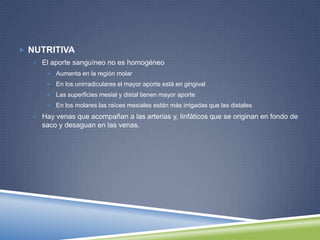  NUTRITIVA
 El aporte sanguíneo no es homogéneo
 Aumenta en la región molar
 En los unirradiculares el mayor aporte está en gingival
 Las superficies mesial y distal tienen mayor aporte
 En los molares las raíces mesiales están más irrigadas que las distales
 Hay venas que acompañan a las arterias y, linfáticos que se originan en fondo de
saco y desaguan en las venas.
 