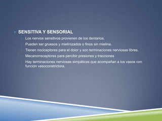  SENSITIVA Y SENSORIAL
 Los nervios sensitivos provienen de los dentarios.
 Pueden ser gruesos y mielinizados o finos sin mielina.
 Tienen nociceptores para el dolor y son terminaciones nerviosas libres.
 Mecanorreceptores para percibir presiones y tracciones
 Hay terminaciones nerviosas simpáticas que acompañan a los vasos con
función vasoconstrictora.
 