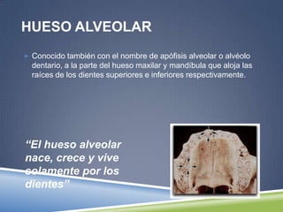 HUESO ALVEOLAR
 Conocido también con el nombre de apófisis alveolar o alvéolo
dentario, a la parte del hueso maxilar y mandíbula que aloja las
raíces de los dientes superiores e inferiores respectivamente.
“El hueso alveolar
nace, crece y vive
solamente por los
dientes”
 