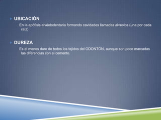  UBICACIÓN
En la apófisis alvéolodentaria formando cavidades llamadas alvéolos (una por cada
raíz)
 DUREZA
Es el menos duro de todos los tejidos del ODONTÓN, aunque son poco marcadas
las diferencias con el cemento.
 