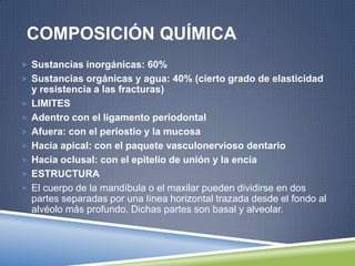 COMPOSICIÓN QUÍMICA
 Sustancias inorgánicas: 60%
 Sustancias orgánicas y agua: 40% (cierto grado de elasticidad
y resistencia a las fracturas)
 LIMITES
 Adentro con el ligamento periodontal
 Afuera: con el periostio y la mucosa
 Hacia apical: con el paquete vasculonervioso dentario
 Hacia oclusal: con el epitelio de unión y la encía
 ESTRUCTURA
 El cuerpo de la mandíbula o el maxilar pueden dividirse en dos
partes separadas por una línea horizontal trazada desde el fondo al
alvéolo más profundo. Dichas partes son basal y alveolar.
 