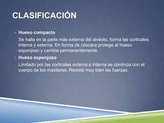 CLASIFICACIÓN
 Hueso compacto
Se halla en la parte más externa del alvéolo, forma las corticales
interna y externa. En forma de cáscara protege al hueso
esponjoso y cambia permanentemente.
 Hueso esponjoso
Limitado por las corticales externa e interna se continúa con el
cuerpo de los maxilares. Resiste muy bien las fuerzas.
 