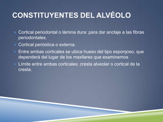 CONSTITUYENTES DEL ALVÉOLO
 Cortical periodontal o lámina dura: para dar anclaje a las fibras
periodontales.
 Cortical perióstica o externa.
 Entre ambas corticales se ubica hueso del tipo esponjoso, que
dependerá del lugar de los maxilares que examinemos
 Límite entre ambas corticales: cresta alveolar o cortical de la
cresta.
 