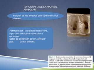 TOPOGRAFIA DE LA APOFISIS
ALVEOLAR
Porción de los alveolos que contienen a los
dientes
Formado por : las tablas óseas V.P.L.
y porción del hueso trabecular o
esponjoso,
Éstas se continuan con H. alveolar
ppd. (placa cribosa)
 