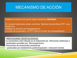 MECANISMO DE ACCIÓN
Inhiben la síntesis de la pared celular bacteriana MUERINA
En la pared bacteriana existen proteínas fijadoras de penicilinas PFP cuya
función es:
Catalizar la reacción de transpeptidación.
La unión de la penicilina al PFP inhibe la función de transpeptidación
•INDICACIONES ODONTOLÓGICAS:
•La amoxicilina está indicada en el tratamiento de infecciones sistémicas o
localizadas causadas por Microorganismos.
•Prevención de endocarditis bacterianas
(producidas por bacteriemias postmanipulación / extracción dental).
 