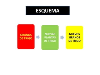 ESQUEMA



GRANOS       NUEVAS     NUEVOS
DE TRIGO     PLANTAS    GRANOS
             DE TRIGO   DE TRIGO
 
