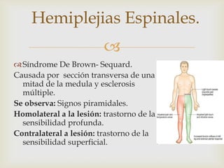 
Hemiplejias Espinales.
Síndrome De Brown- Sequard.
Causada por sección transversa de una
mitad de la medula y esclerosis
múltiple.
Se observa: Signos piramidales.
Homolateral a la lesión: trastorno de la
sensibilidad profunda.
Contralateral a lesión: trastorno de la
sensibilidad superficial.
 