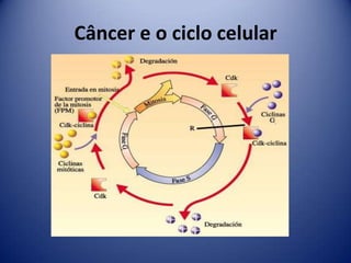 Câncer e o ciclo celular
 