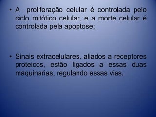 • A proliferação celular é controlada pelo
ciclo mitótico celular, e a morte celular é
controlada pela apoptose;
• Sinais extracelulares, aliados a receptores
proteicos, estão ligados a essas duas
maquinarias, regulando essas vias.
 