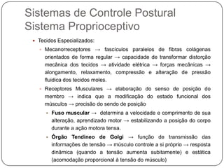 Sistemas de Controle Postural
Sistema Proprioceptivo
  Tecidos Especializados:
    Mecanorreceptores → fascículos paralelos de     fibras colágenas
     orientados de forma regular → capacidade de transformar distorção
     mecânica dos tecidos → atividade elétrica → forças mecânicas →
     alongamento, relaxamento, compressão e alteração de pressão
     fluidica dos tecidos moles.
    Receptores Musculares → elaboração do senso de posição do
     membro → indica que a modificação do estado funcional dos
     músculos → precisão do sendo de posição
         Fuso muscular → determina a velocidade e comprimento de sua
          alteração, aprendizado motor → estabilizando a posição do corpo
          durante a ação motora tensa.
         Órgão Tendineo de Golgi → função de transmissão das
          informações de tensão → músculo controle a si próprio → resposta
          dinâmica (quando a tensão aumenta subitamente) e estática
          (acomodação proporcional à tensão do músculo)
 