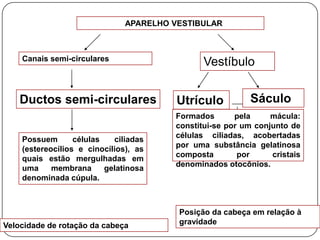 APARELHO VESTIBULAR



    Canais semi-circulares
                                               Vestíbulo


    Ductos semi-circulares               Utrículo          Sáculo
                                        Formados       pela     mácula:
                                        constitui-se por um conjunto de
                                        células ciliadas, acobertadas
    Possuem       células   ciliadas
                                        por uma substância gelatinosa
    (estereocílios e cinocílios), as
                                        composta        por     cristais
    quais estão mergulhadas em
                                        denominados otocônios.
    uma     membrana      gelatinosa
    denominada cúpula.



                                         Posição da cabeça em relação à
Velocidade de rotação da cabeça          gravidade
 