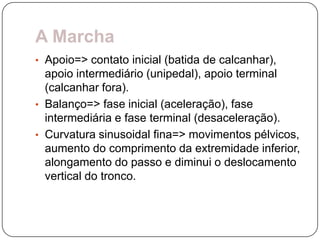 A Marcha
• Apoio=> contato inicial (batida de calcanhar),
  apoio intermediário (unipedal), apoio terminal
  (calcanhar fora).
• Balanço=> fase inicial (aceleração), fase
  intermediária e fase terminal (desaceleração).
• Curvatura sinusoidal fina=> movimentos pélvicos,
  aumento do comprimento da extremidade inferior,
  alongamento do passo e diminui o deslocamento
  vertical do tronco.
 