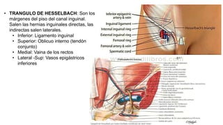 • TRANGULO DE HESSELBACH: Son los
márgenes del piso del canal inguinal.
Salen las hernias inguinales directas, las
indirectas salen laterales.
• Inferior: Ligamento inguinal
• Superior: Oblicuo interno (tendón
conjunto)
• Medial: Vaina de los rectos
• Lateral -Sup: Vasos epigástricos
inferiores
 