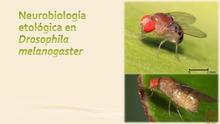 Neurobiología etológica de Drosophila melanogaster