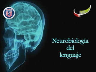 Neurobiología 
del 
lenguaje 
 