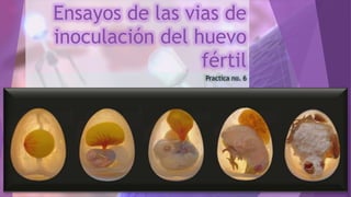 Ensayos de las vias de
inoculación del huevo
fértil
Practica no. 6
 