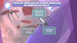 Ensayos de las vias de inoculación del huevo fértil | PPTX