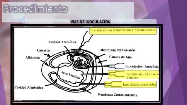 Ensayos de las vias de inoculación del huevo fértil