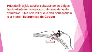 desde El tejido celular subcutáneo se dirigen
hacia el interior numerosos tabiques de tejido
conectivo. Que son los que le dan consistencia
a la mama ligamentos de Cooper
 