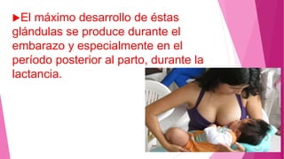 El máximo desarrollo de éstas
glándulas se produce durante el
embarazo y especialmente en el
período posterior al parto, durante la
lactancia.
 
