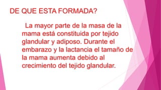 DE QUE ESTA FORMADA?
 La mayor parte de la masa de la
mama está constituida por tejido
glandular y adiposo. Durante el
embarazo y la lactancia el tamaño de
la mama aumenta debido al
crecimiento del tejido glandular.
 