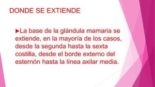DONDE SE EXTIENDE
La base de la glándula mamaria se
extiende, en la mayoría de los casos,
desde la segunda hasta la sexta
costilla, desde el borde externo del
esternón hasta la línea axilar media.
 